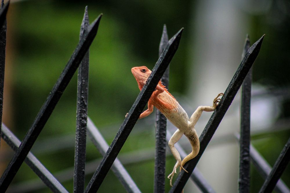 Photograph by Abdullah Tariq