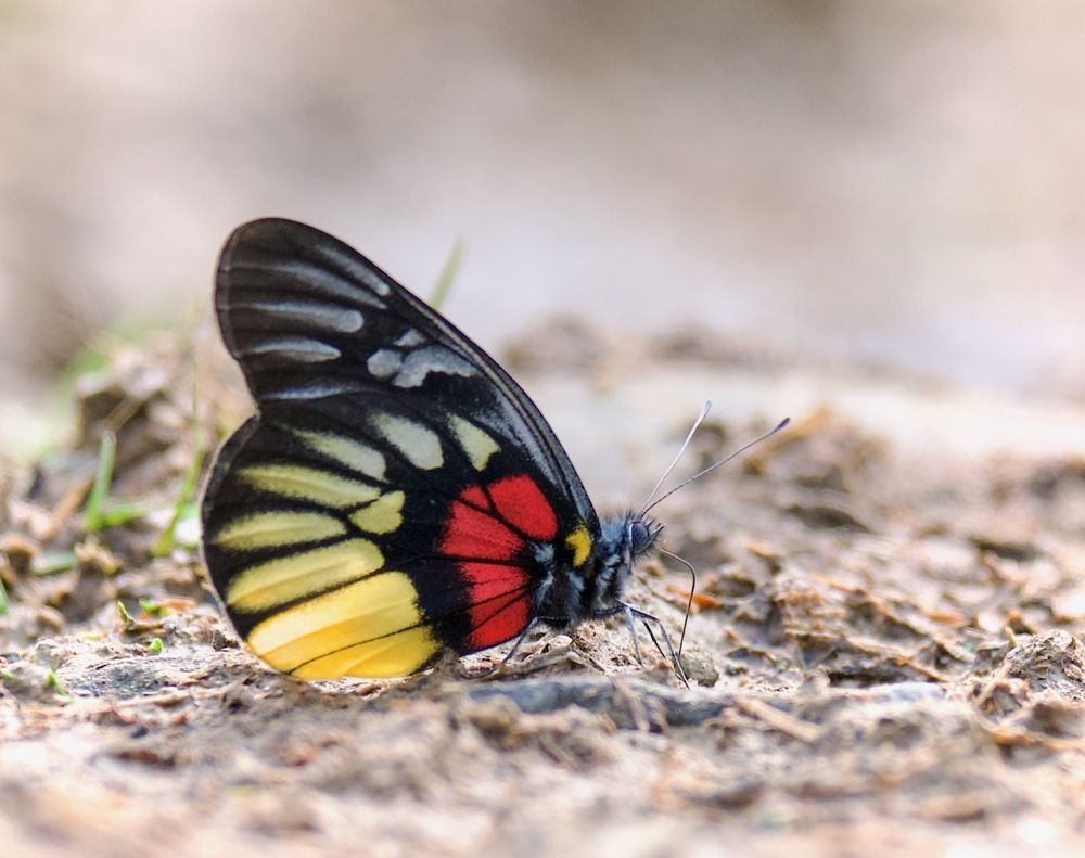 Photograph by Ranjith Kumar