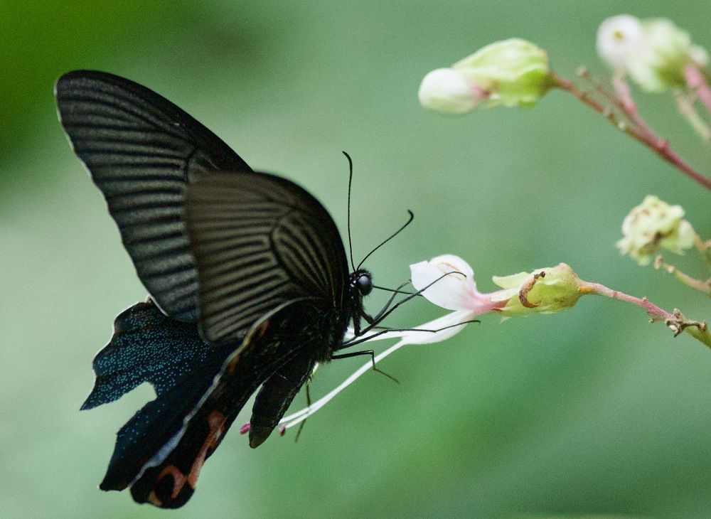 Photograph by Ranjith Kumar