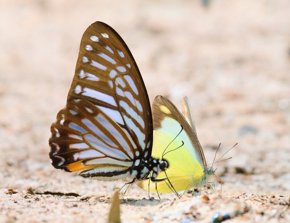 Photograph by Ranjith Kumar