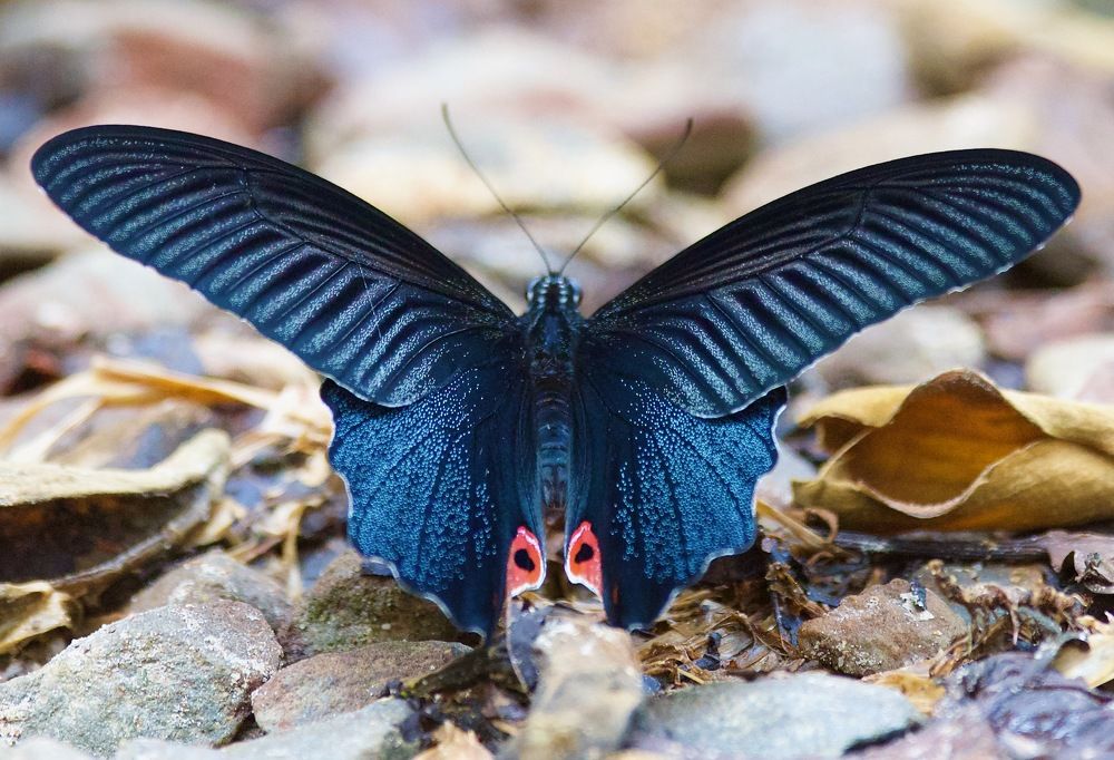 Фотография автора Ranjith Kumar