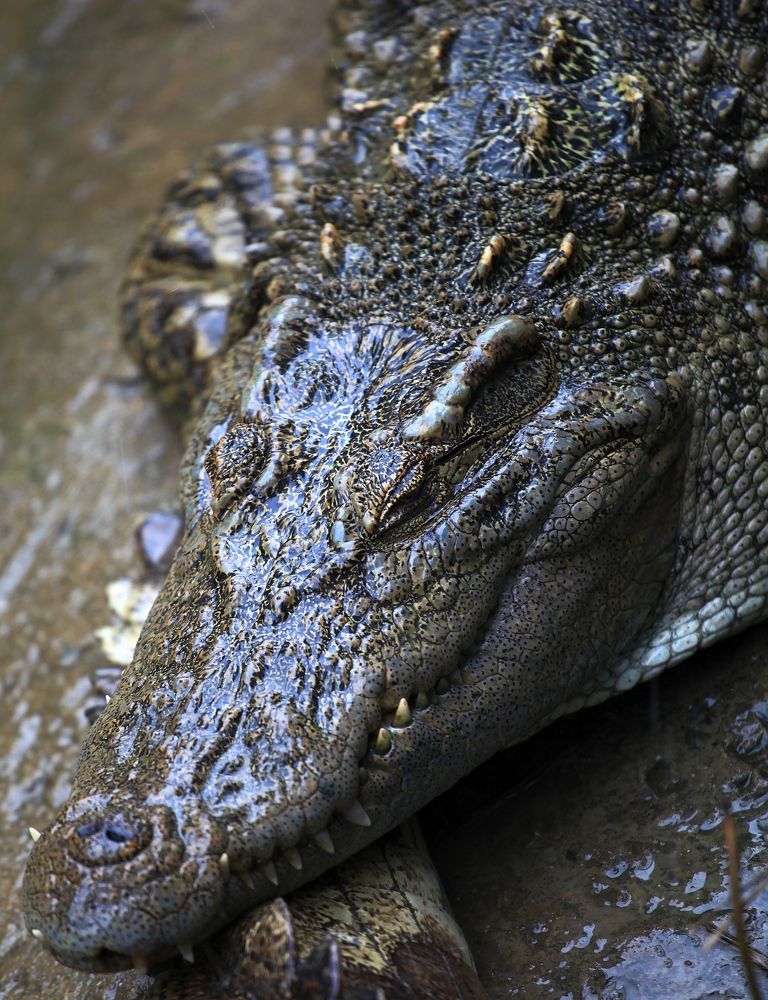 Photograph by ANDREY PERESHEIN