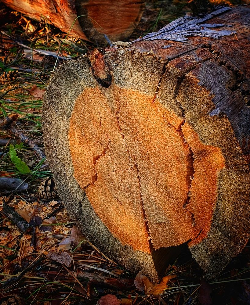 Photograph by Татьяна Мельникова