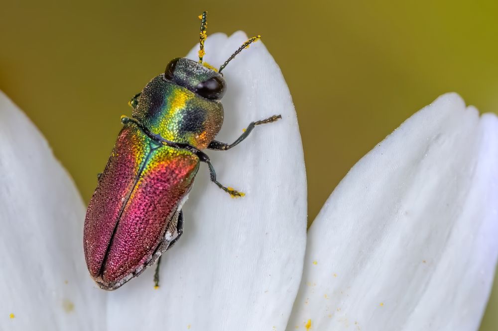 Macro insects from the garden