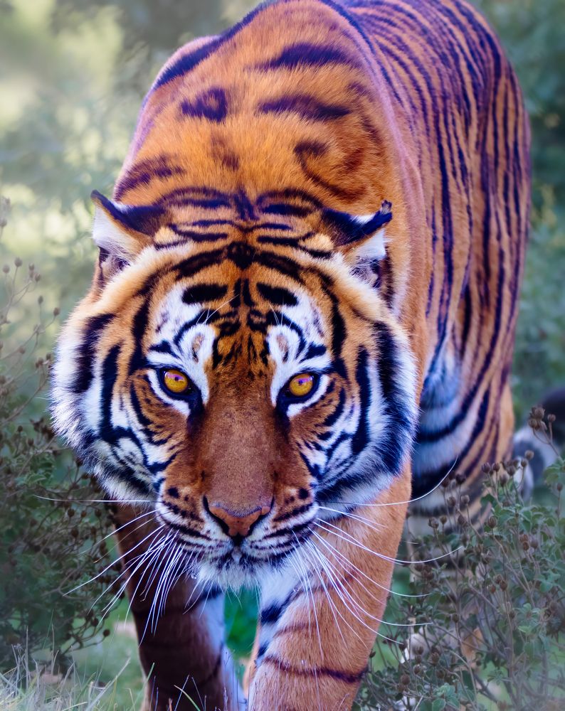 Photograph by Abed Abedaljalil