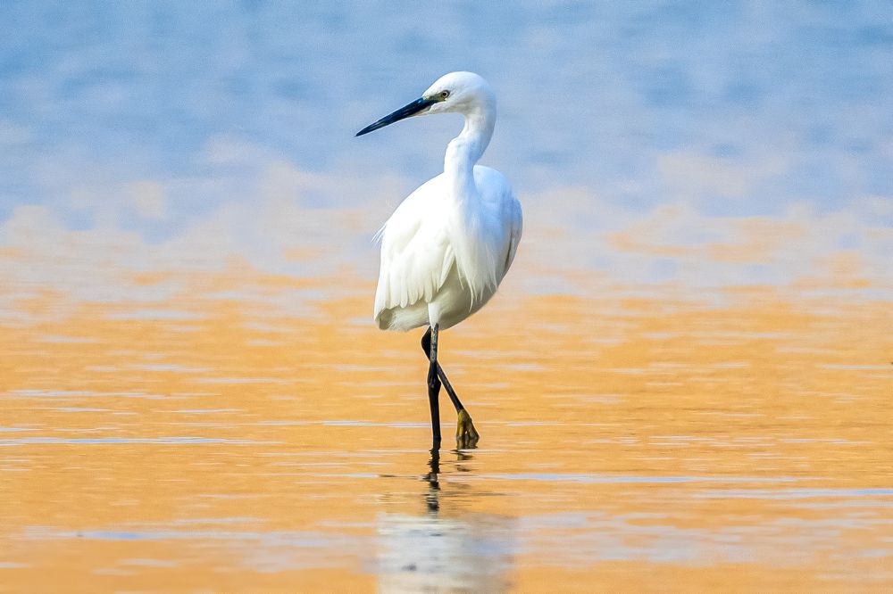 Photograph by Abed Abedaljalil