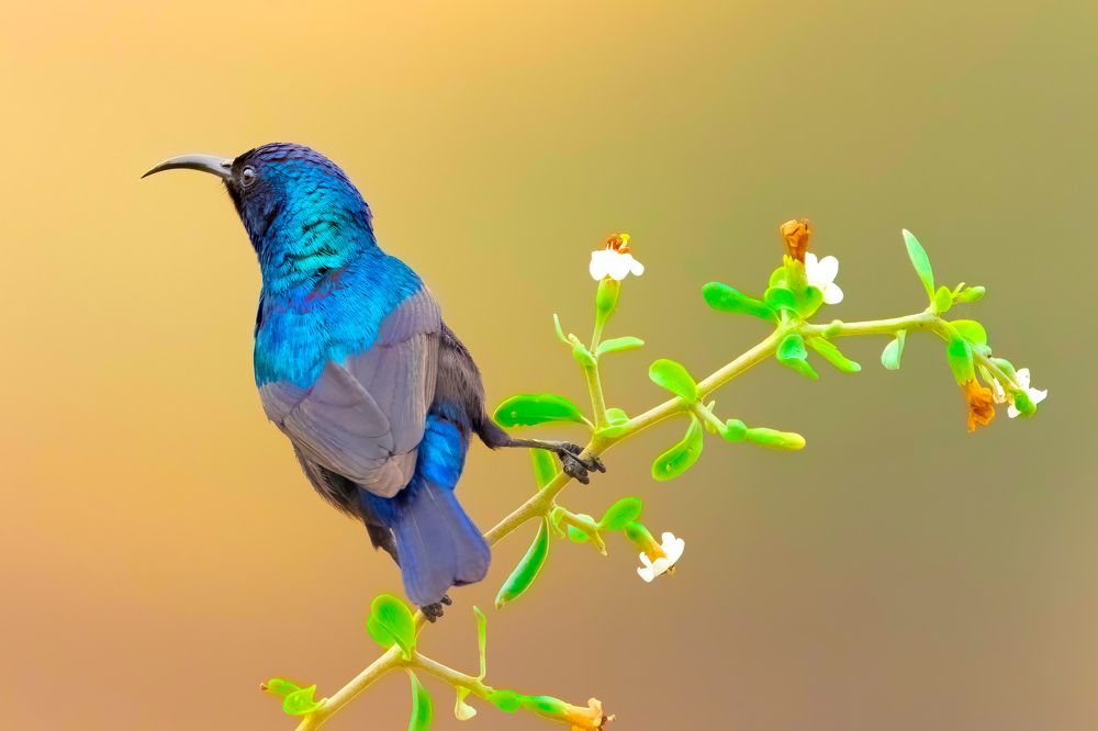 Photograph by Abed Abedaljalil