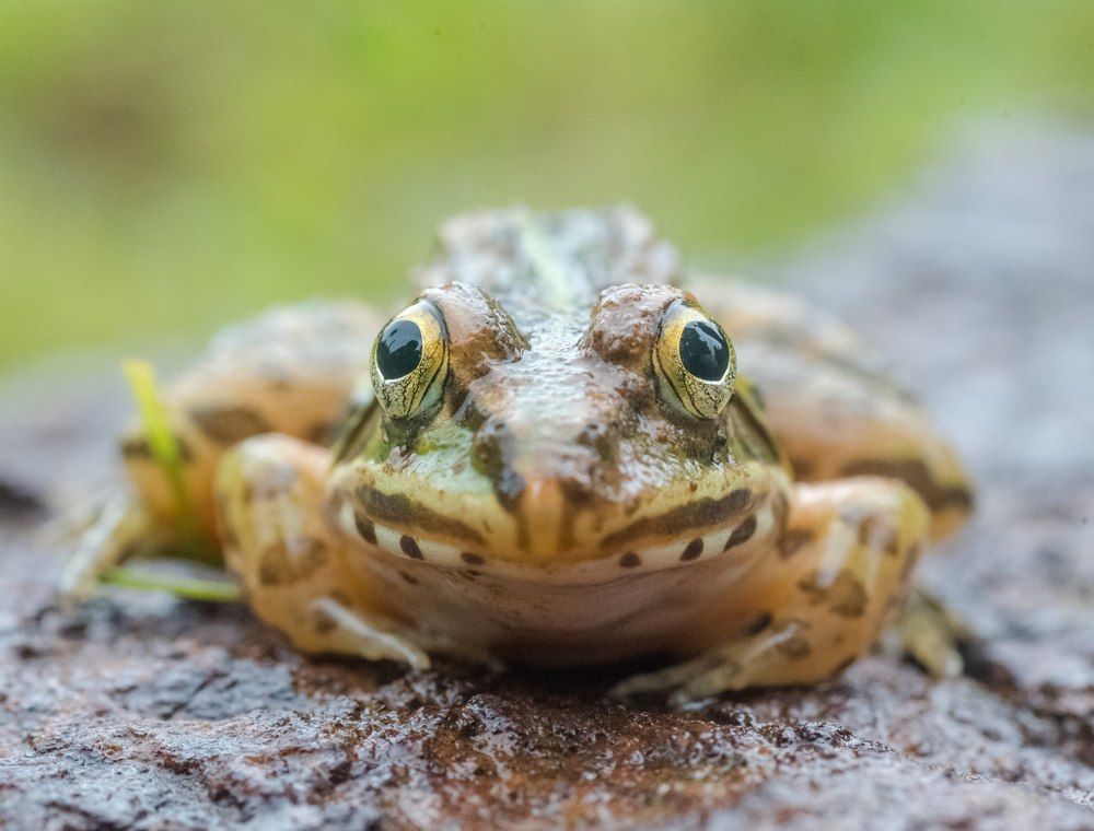 Photograph by Ranjith Kumar