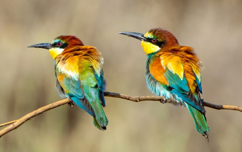 Photograph by Abed Abedaljalil