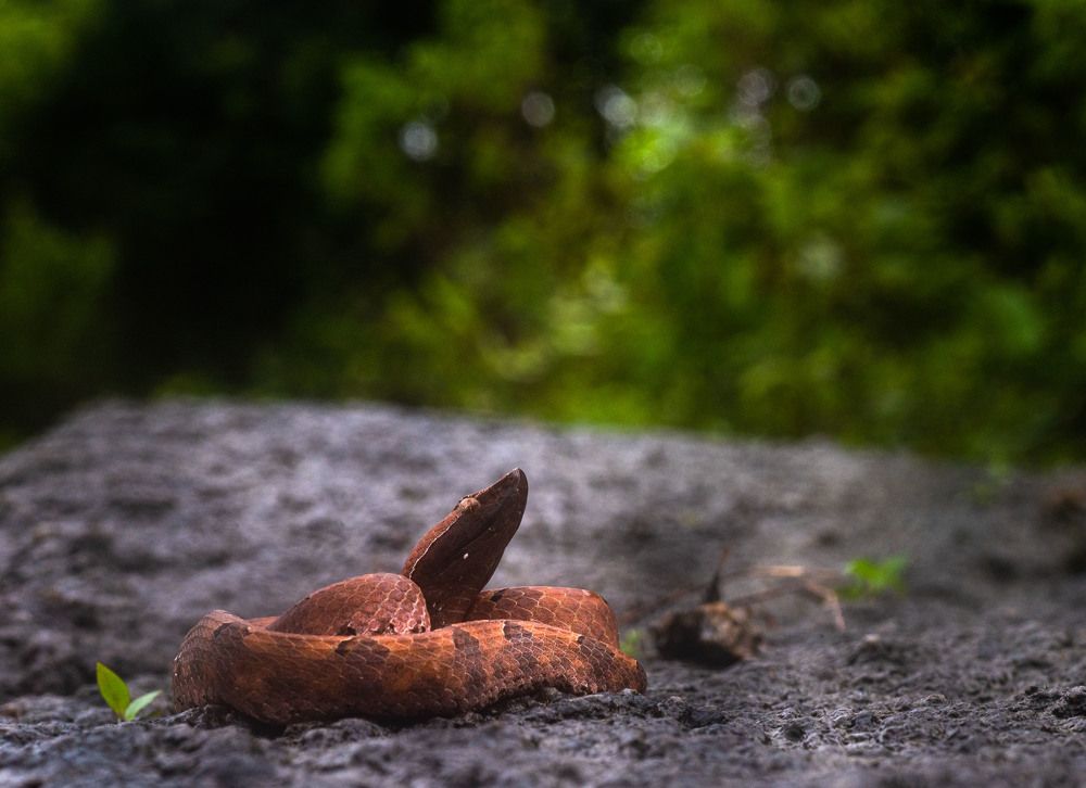 Photograph by Ranjith Kumar