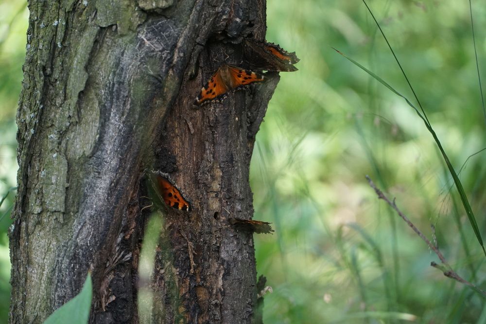 Photograph by Елена Никонова