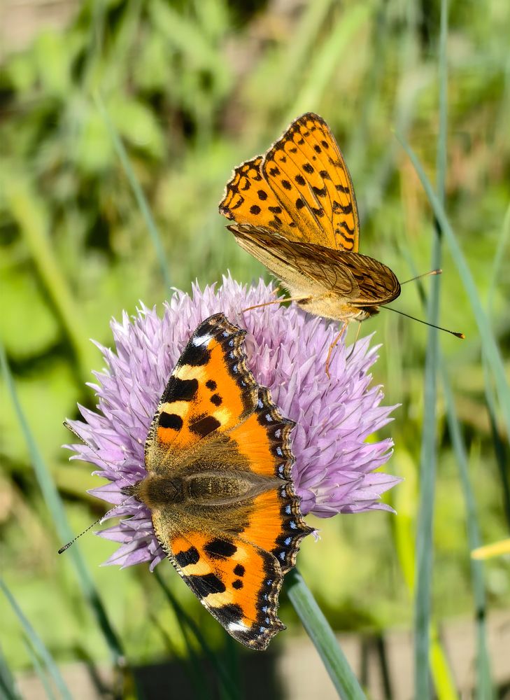 Photograph by Евгений Симион
