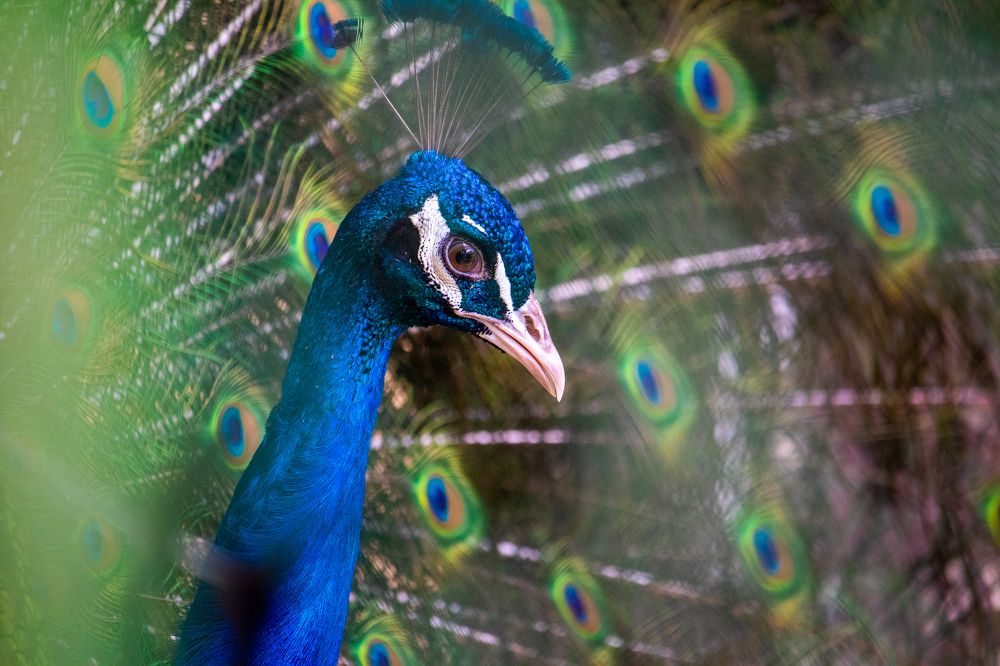 Peacock