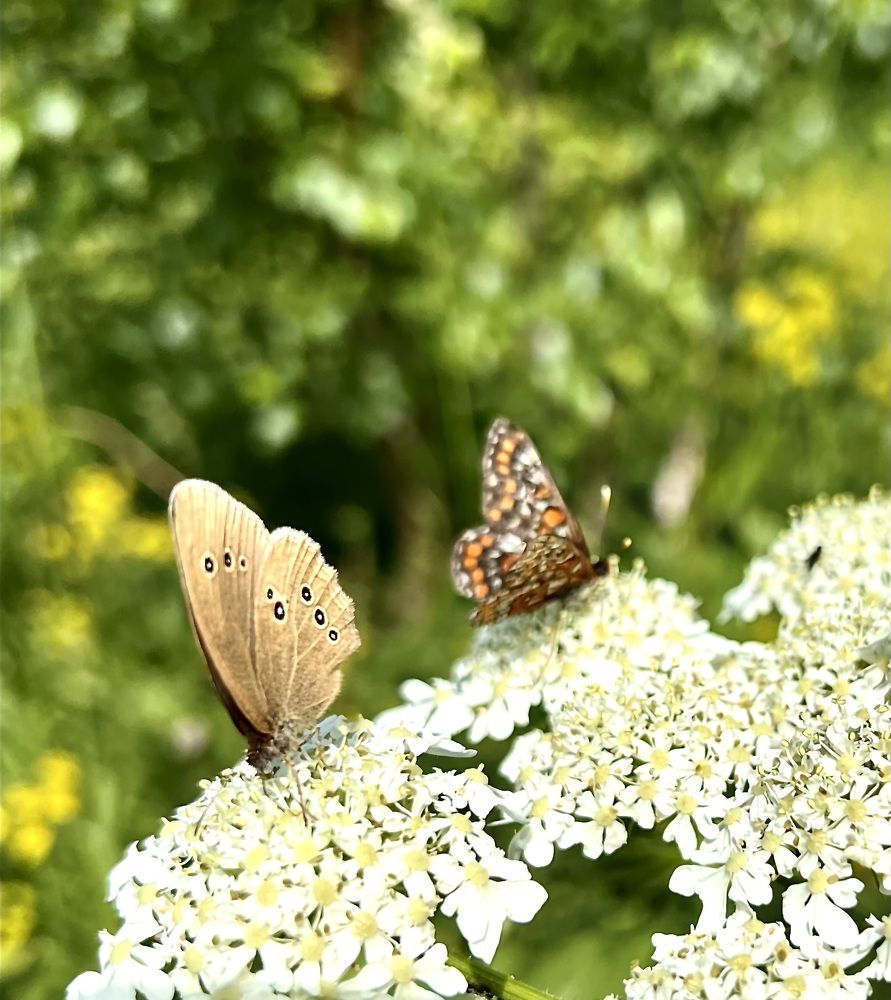 Photograph by Елена Мизина