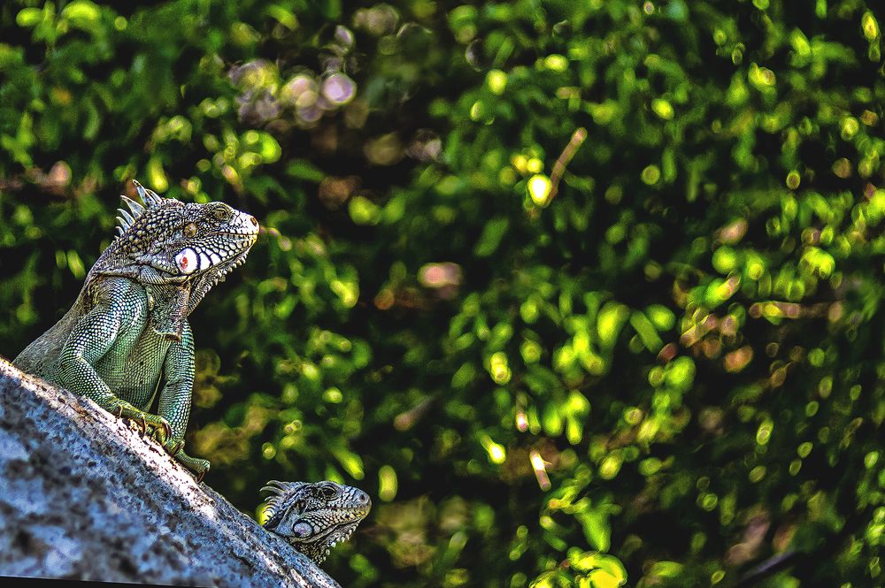 Iguanas tomando sol en una piedra