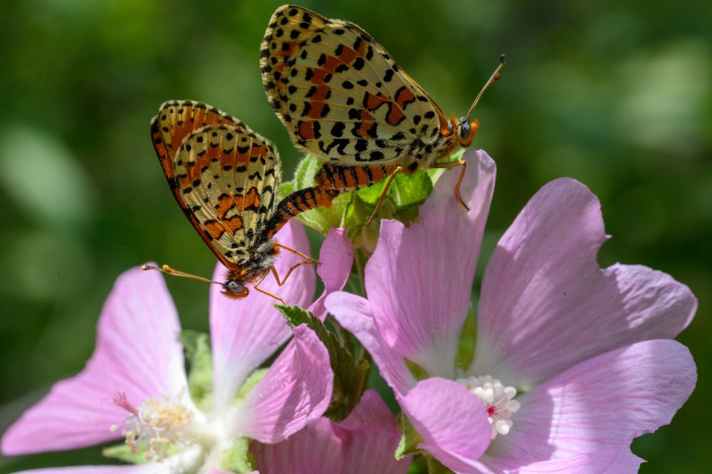 Photograph by Олег Сальников