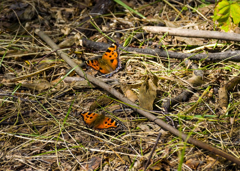 Photograph by Игорь Грашин