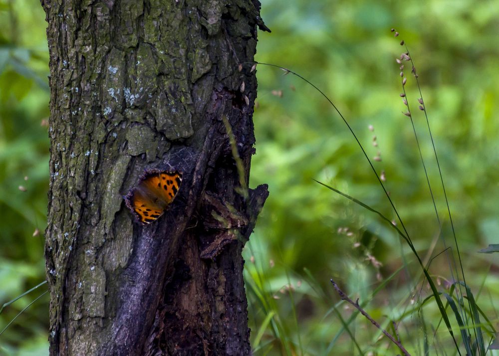 Photograph by Игорь Грашин