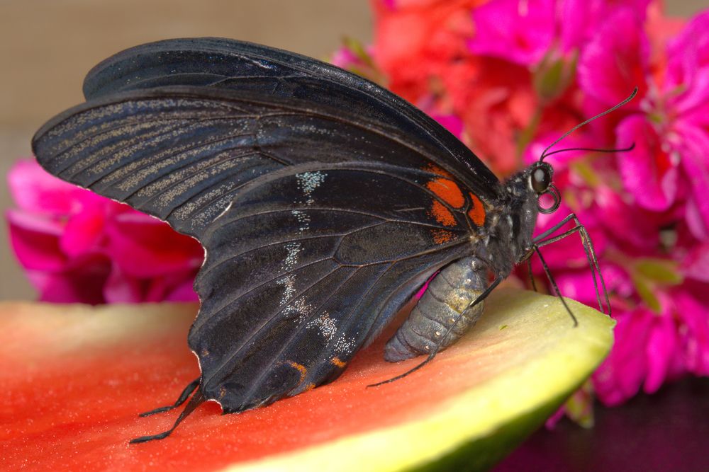 Бабочка Papilio Lowi (Парусник Лови)