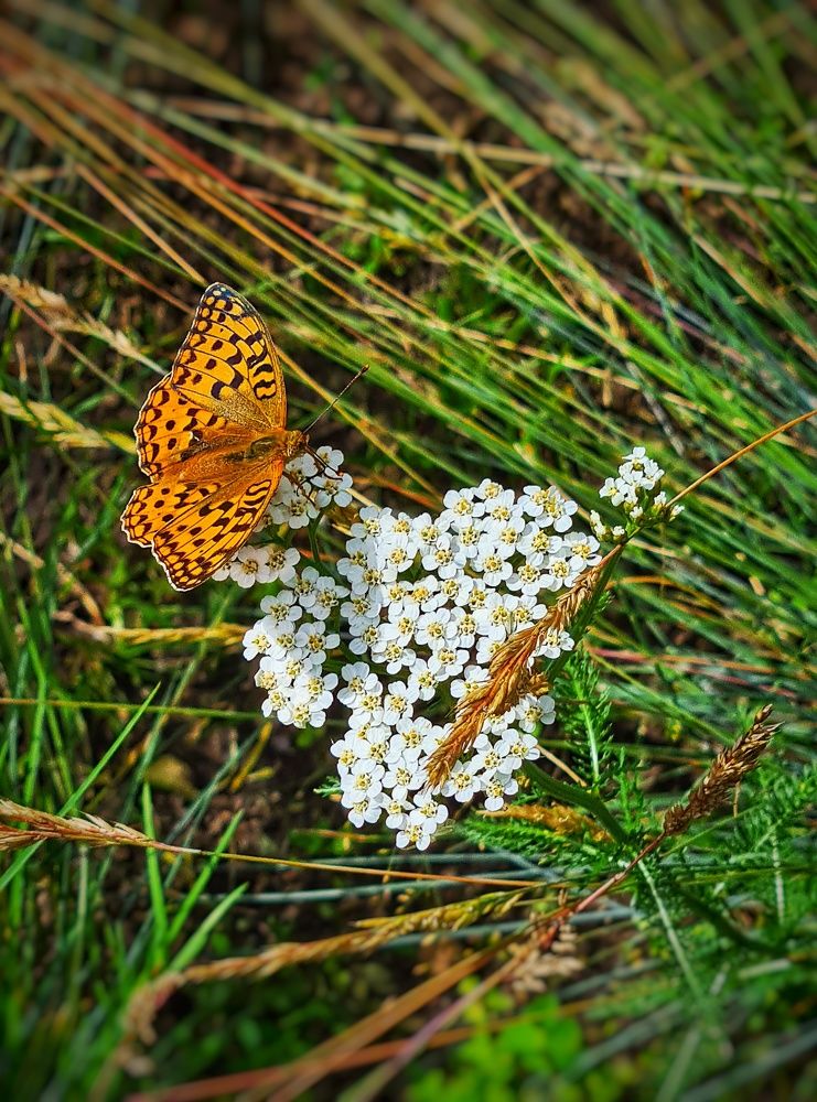 Photograph by Оксана Новикова