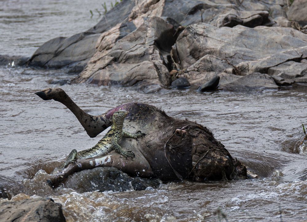 Фотография автора Анатолий Макоедов
