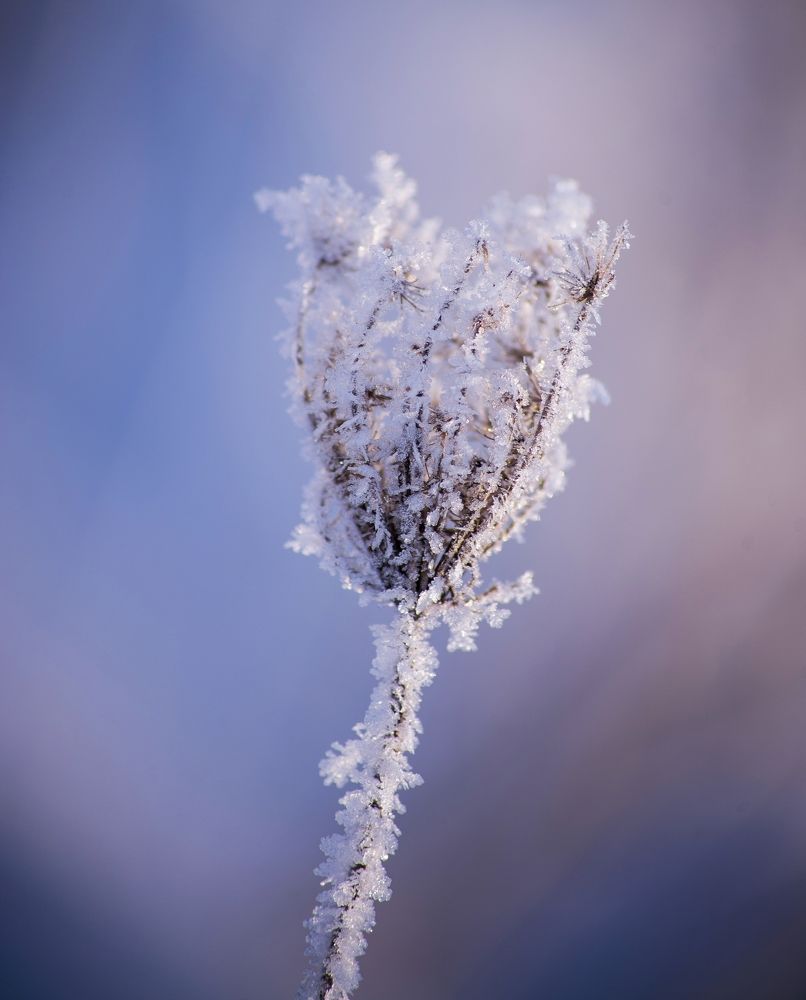 Photograph by Елена Трунцева
