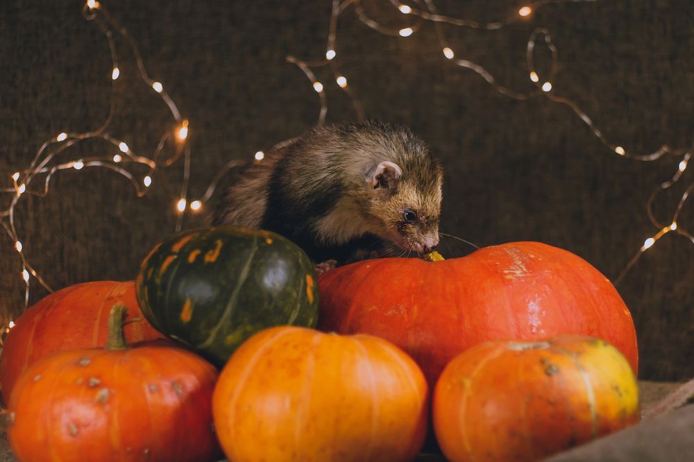 Photograph by Анна Вербилова