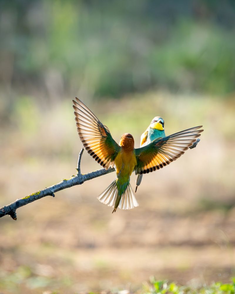 Beeeaters in flight
