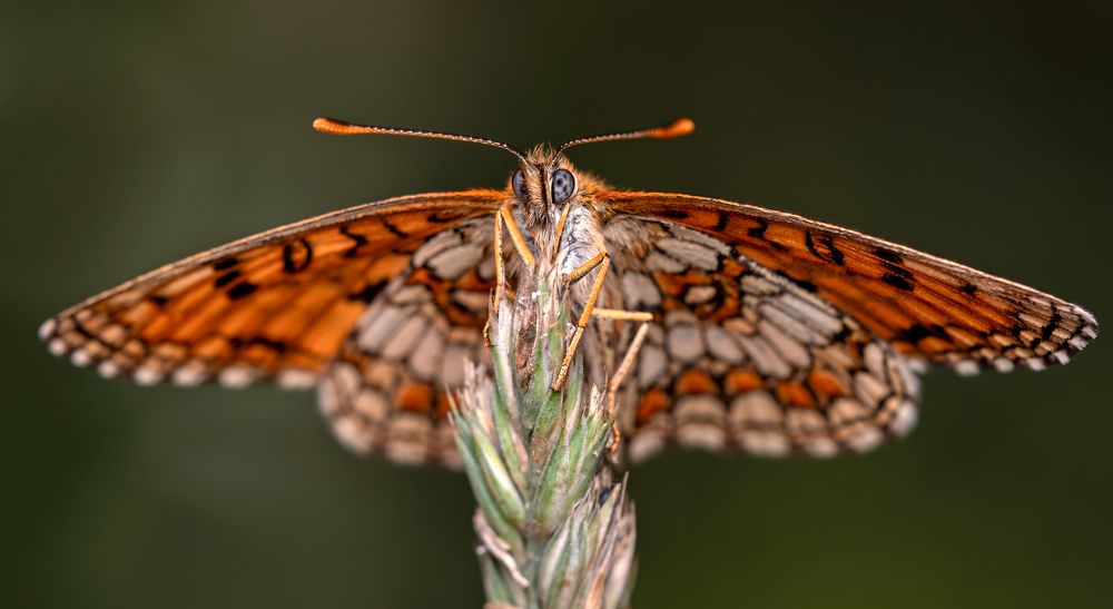 Photograph by Viktor Makarov