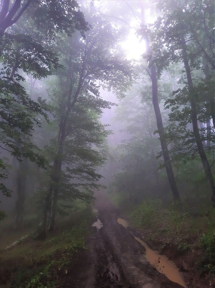 Туманный лес на склонах горы Френк-Мезер