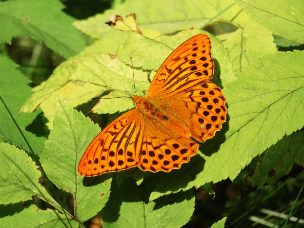 Photograph by Владимир Крылов