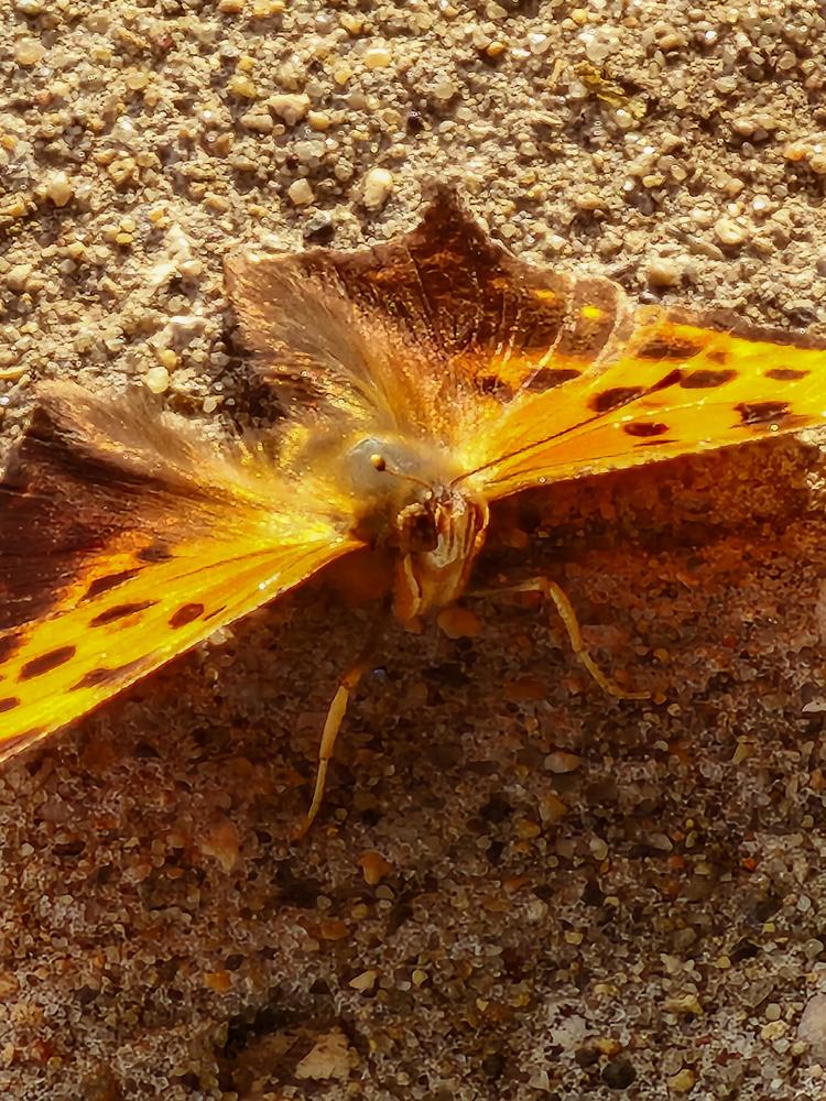 Фотография автора Al