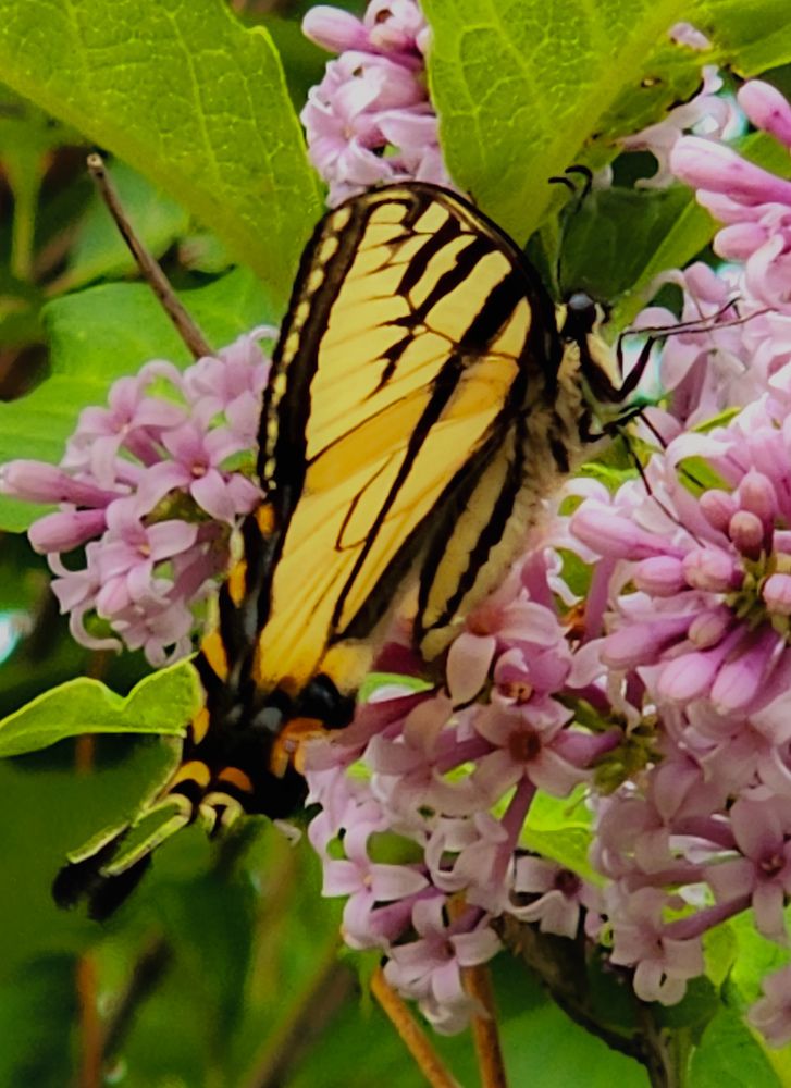 Фотография автора Al