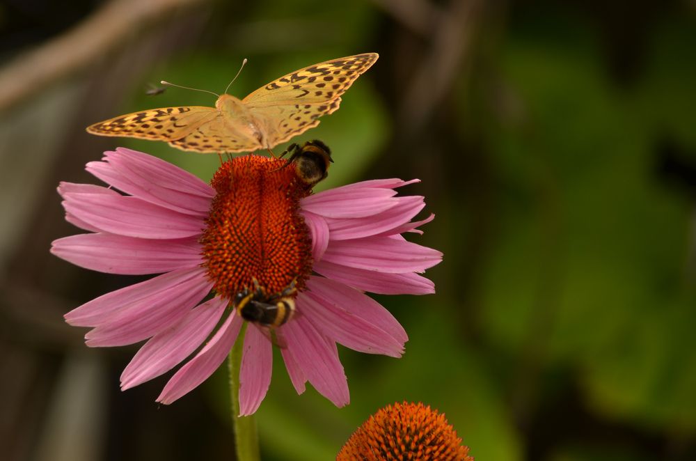 Photograph by Ольга Ковальчук