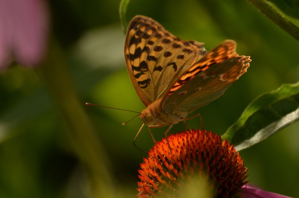 Photograph by Ольга Ковальчук