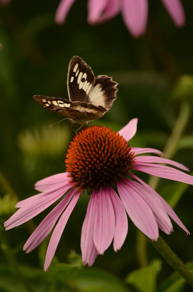 Photograph by Ольга Ковальчук