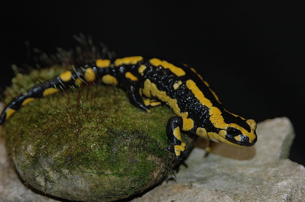 Photograph by Диана Ульянцева