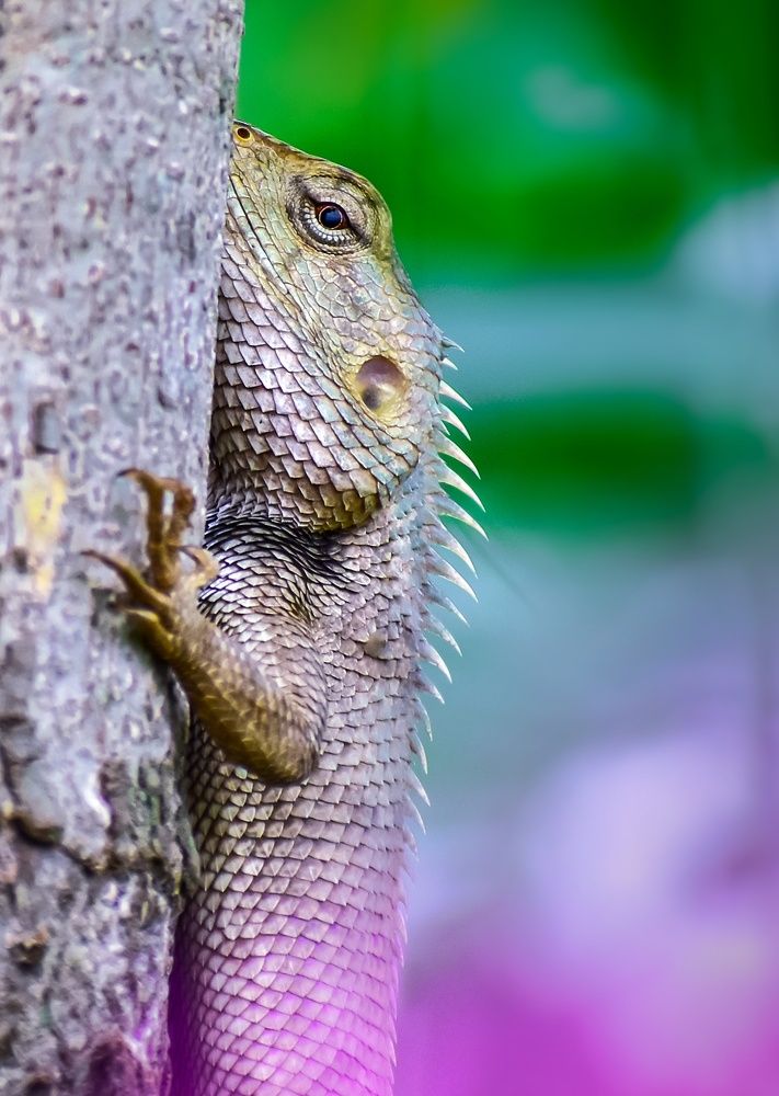 Photograph by SAIKAT PAL