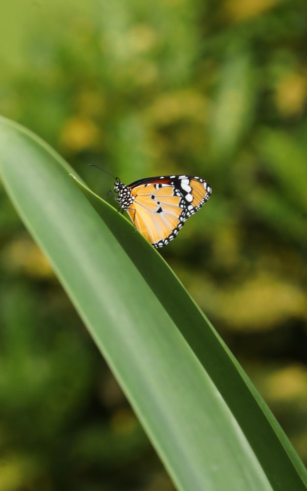 Photograph by Somjit Ghosh