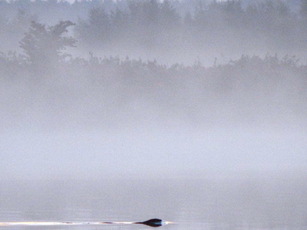 Photograph by Александр Шувалов