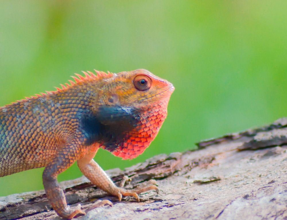 Photograph by Arindam Sahoo