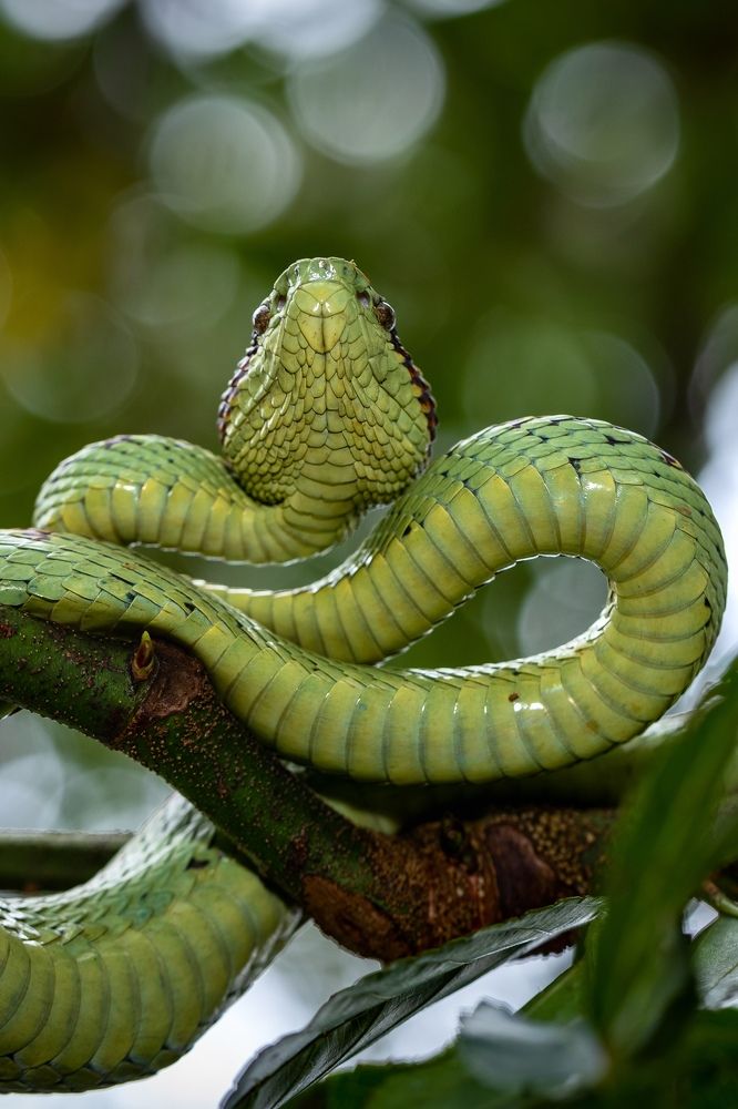 Malabar Pit Viper