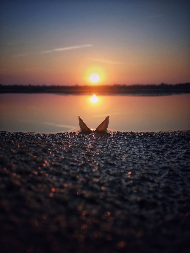 Фотография автора Arpit Dhore