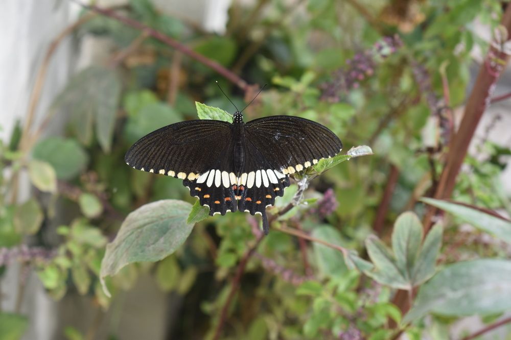 Photograph by akhil varikuti m