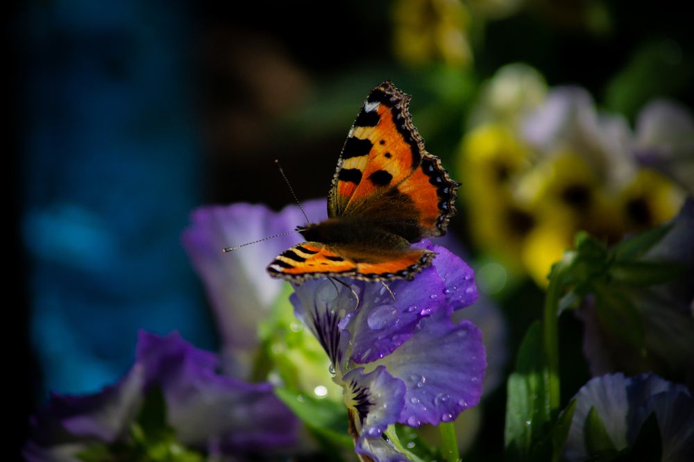 Photograph by Ilyin Evgeny