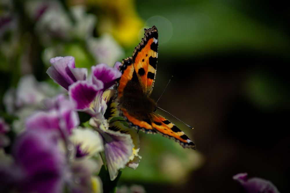 Photograph by Ilyin Evgeny