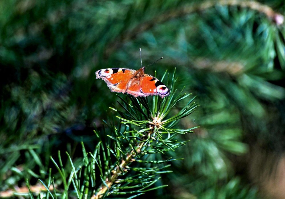 Photograph by Алексей Сиваков