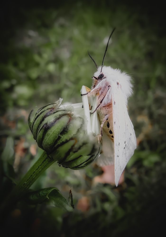 Photograph by Dina Chaica