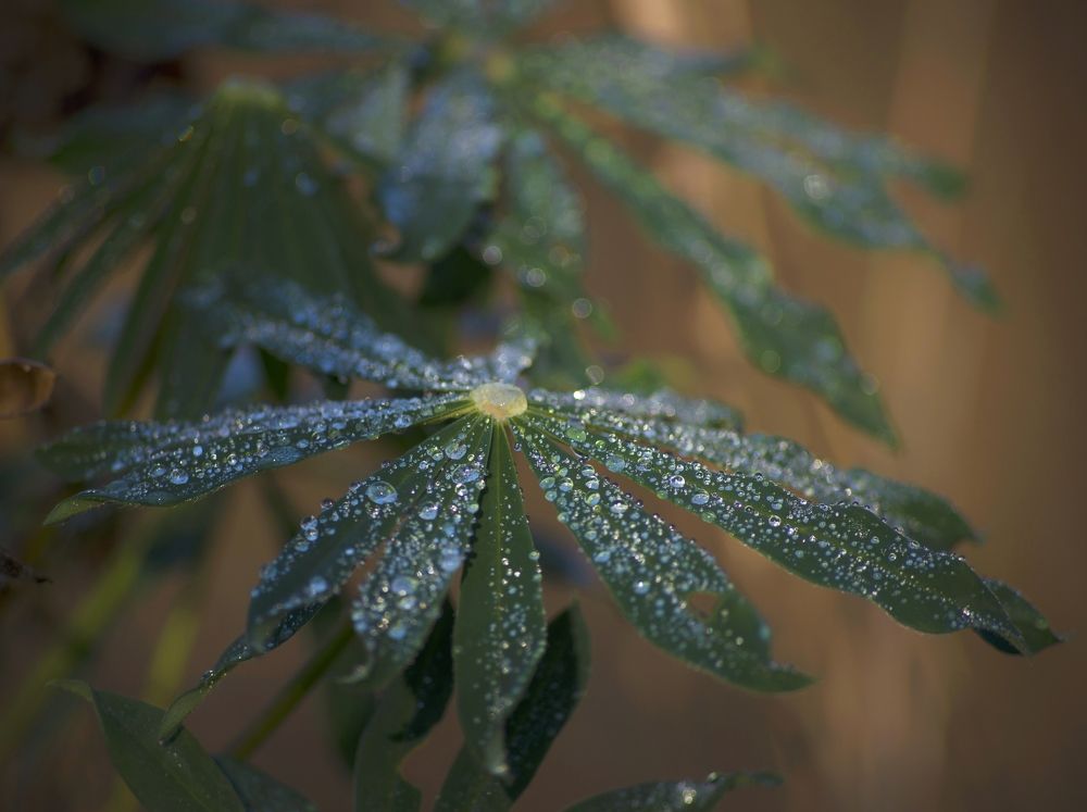 Photograph by Елена Трунцева