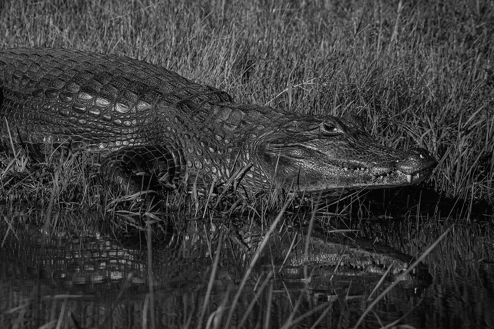 Photograph by Danny Zelener